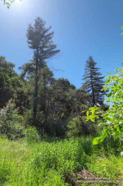 Two coast redwoods along the Forest Trail in Malibu Creek State Park. May 5, 2023.