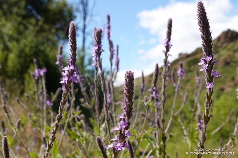 Common vervaain, near the start of the Lost Cabin Trail. May 5, 2023.
