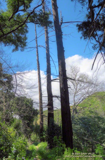 Coast redwoods along the Forest Trail that died during the 2011-2015 drought. May 5, 2023.