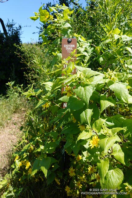 Canyon sunflower obscuring a trail sign on an overgrown section of the Cistern Trail. May 5, 2023.