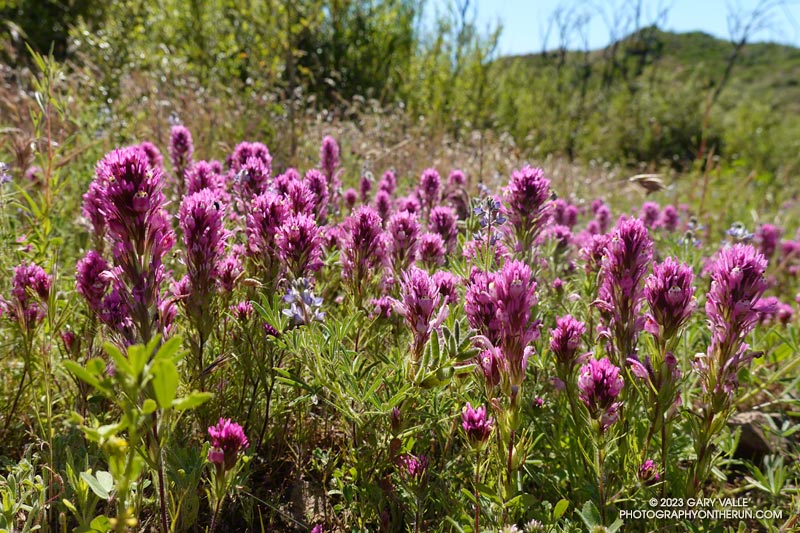 Owls Clover has been very prolific this Spring. This patch is along the Lost Cabiin Trail. May 5, 2023.