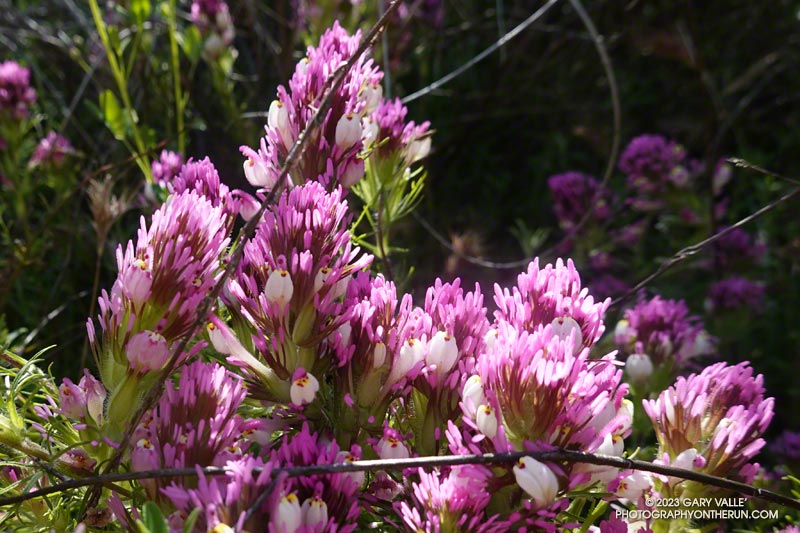 A closef look at the Owl-like florets of Owl's Clover. May 5, 2023.