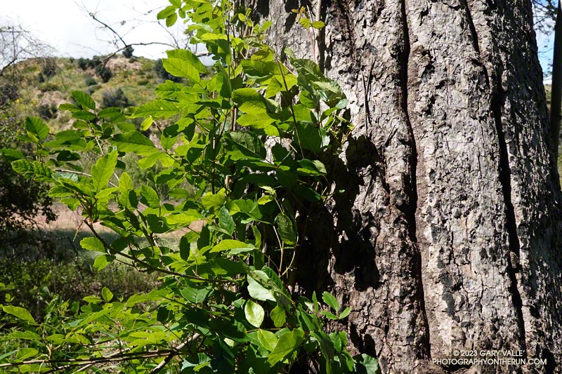 Poison oak climbing up the trunk of a tree along the Forest Trail. May 5, 2023.