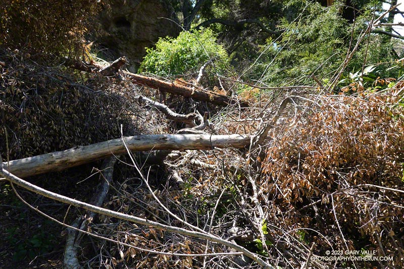 Tangle of fallen trees on the Forest Trail. one of the trees is a redwood. May 5, 2023.