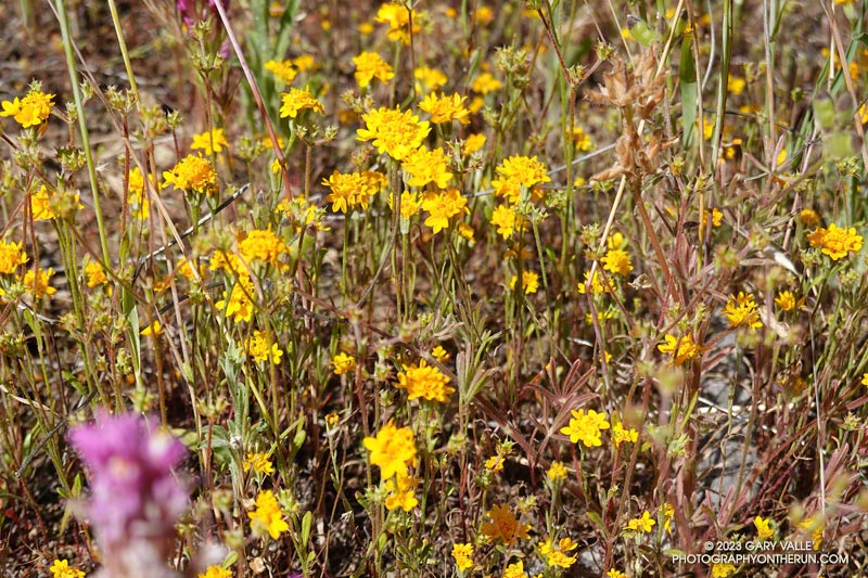Yellow Chaenactis was prevalent along the Lost Cabin Trail. May 5, 2023.