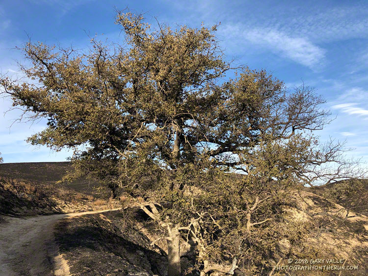 100+ year-old blue oak in upper East Las Virgenes Canyon, following the Woolsey Fire.