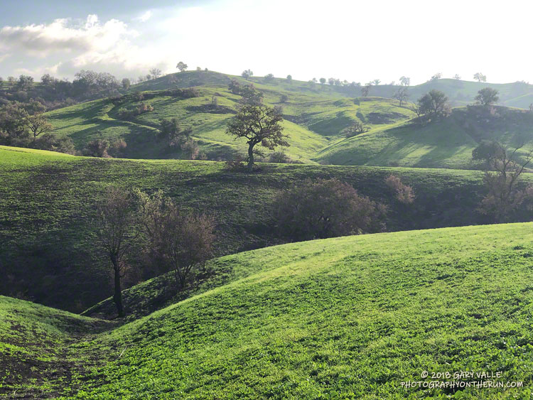 Oak grassland in Upper Las Virgenes Canyon Open Space Preserve (aka Ahmanson Ranch) about two months after the Woolsey Fire.