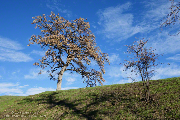The leaves of many valley oaks were dessicated by the heat of the fire and withered. Two months after the fire many of the mature oaks were already sprouting new leaves.