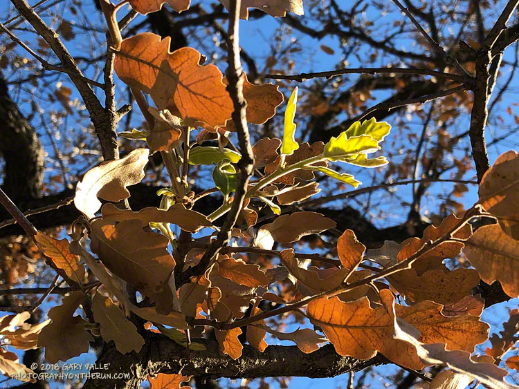 New leaves sprouting on the blue oak in upper East Last Virgenes Canyon.