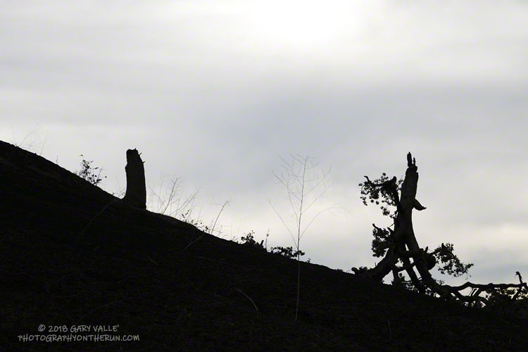 An especially dramatic stem failure of a valley oak in the Woolsey Fire.