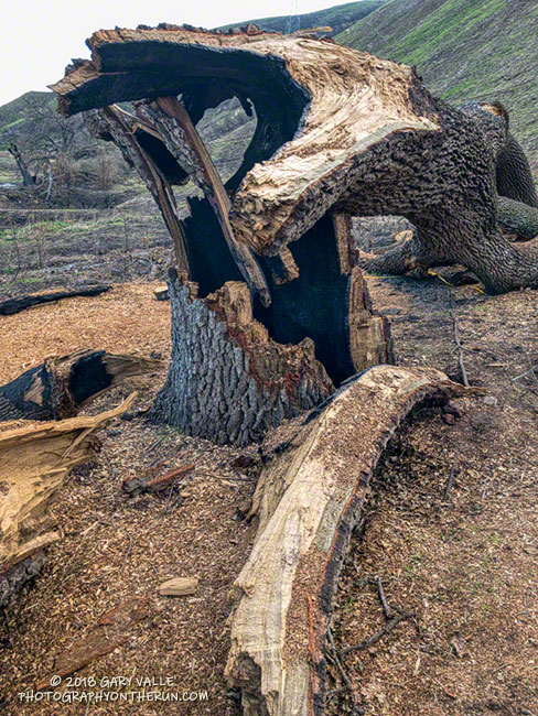 This valley oak near the Las Virgenes Canyon Road trailhead was one of the larger oaks in the canyon.