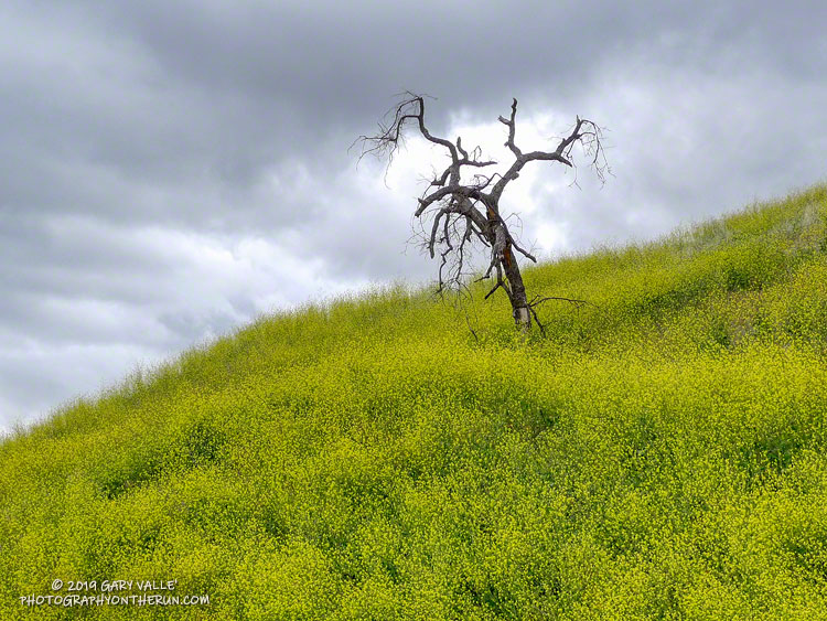 Generally, valley oaks in the Ahmanson Ranch area killed in the 2005 Topanga Fire didn't collapse with fractured trunks, as was typical in the Woolsey Fire. Most of these Topanga Fire remnants were consumed in the Woolsey Fire.