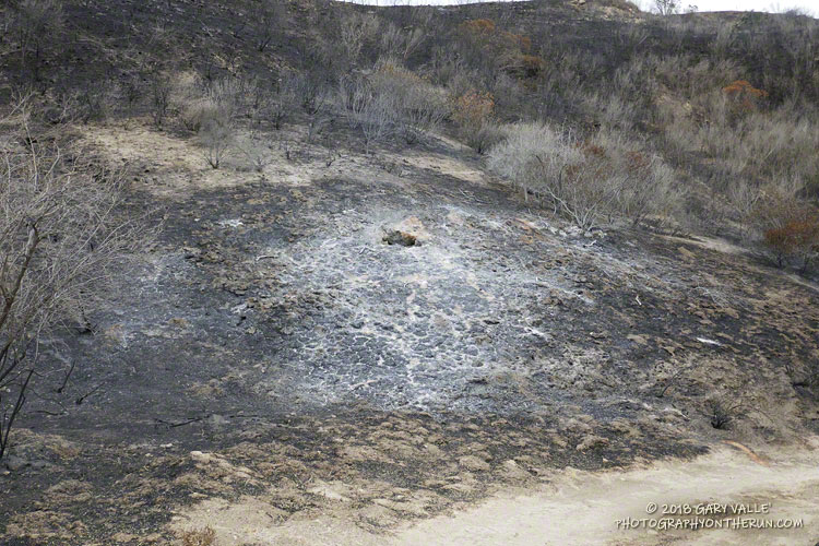 The fire consumed the dead tree that stood here without burning the dry, live shrubs that surrounded it!