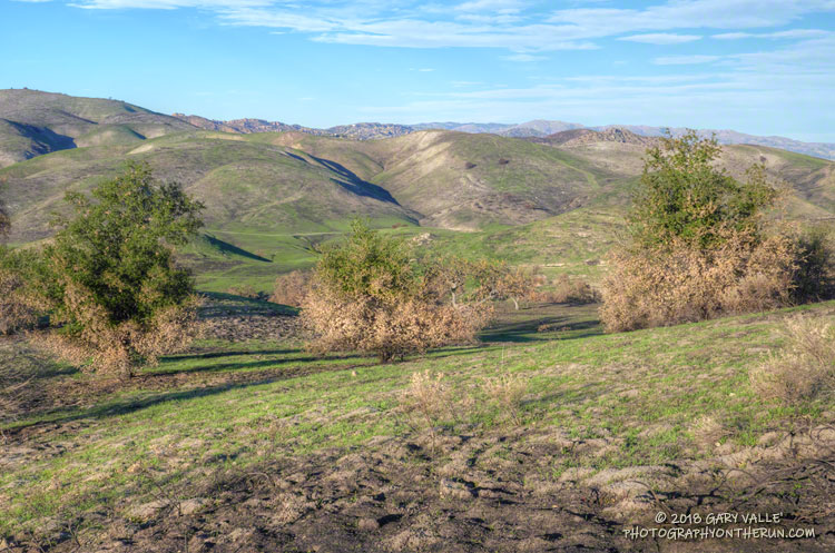 The lower leaves of these oaks on the north (windward) side of Lasky Mesa were scorched.