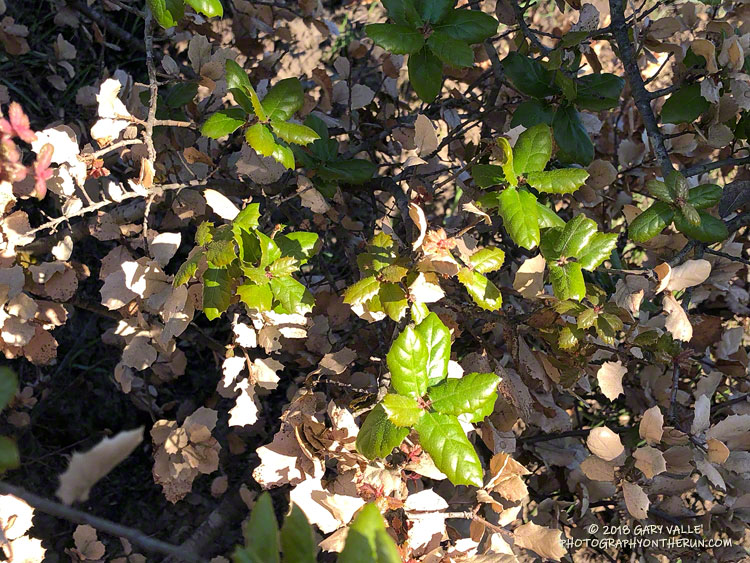 New leaves sprouting on a coast live oak along a dirt road leading up to Lasky Mesa.