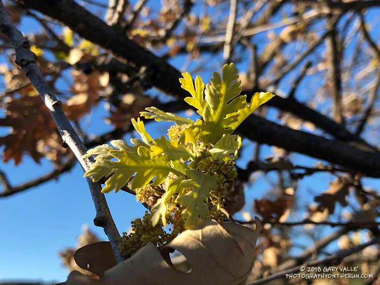 Valley oak on the north slopes of Lasky Mesa sprouting new leaves less than two months after the area was burned in the Woolsey Fire.