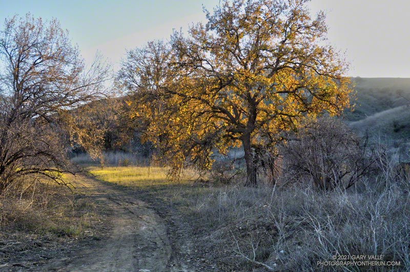 Backlit valley oak in Upper Las Virgenes Canyon, near the connector to East Las Virgenes Canyon. Valley oaks are deciduous.  January 6, 2021.
