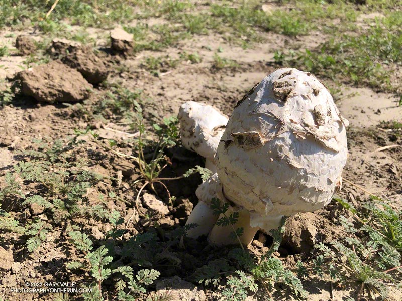 Mushrooms growing in Upper Las Virgenes Canyon Open Space Preserve (Ahmanson Ranch) following T.S. Hilary's rain. September 13, 2023.