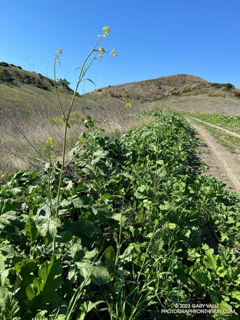 Invasive black mustard sprouted within days of T.S. Hilary's passage and is now flowering. October 3, 2023.