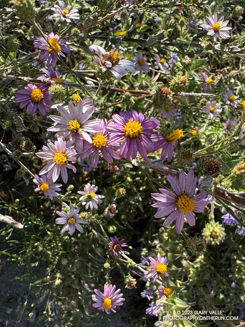Common along Ahmanson's fire roads, California aster (Corethrogyne filaginifolia) blooms in the Summer and Fall. October 5, 2023. 