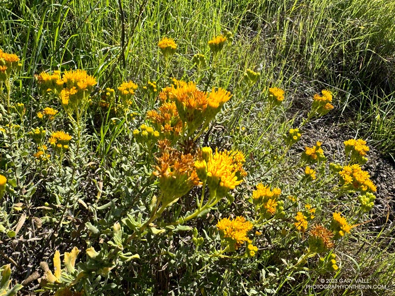 Coast goldenbush (Isocoma menziesii) is another Fall-blooming plant with yellow flowers. October 5, 2023.