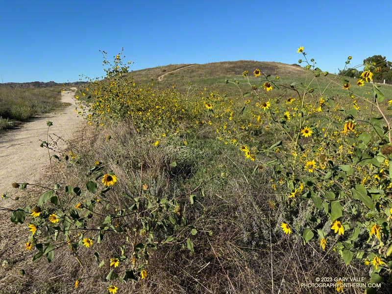 As a result of the rain from T.S. Hilary, Fall-blooming plants, such as these sunflowers, are flourishing this year. October 5, 2023.