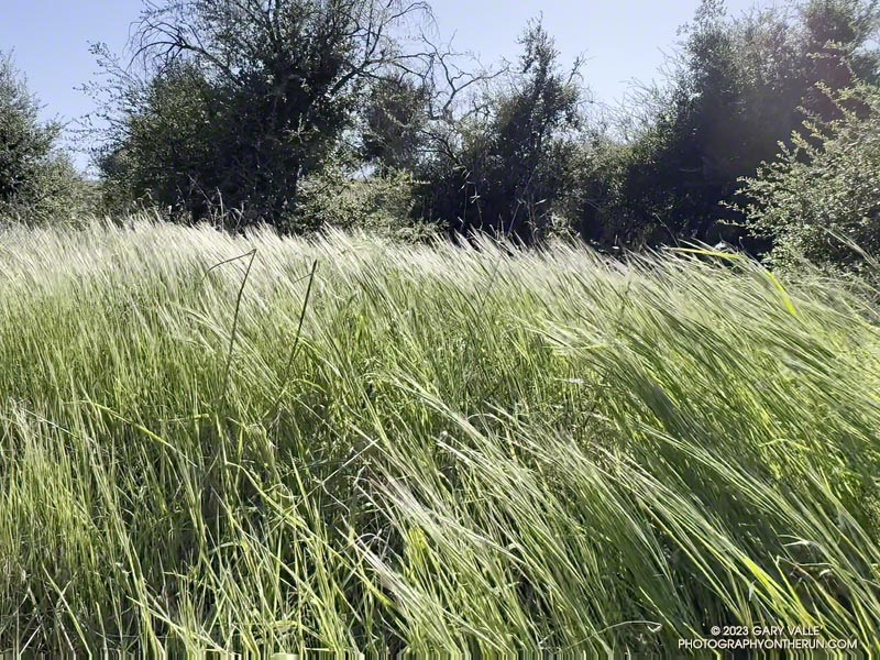 This brome on the north-facing slopes of Lasky Mesa has grown 2 to 3 feet tall. October 4, 2023.