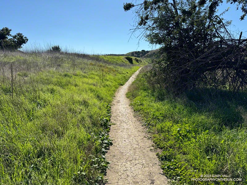 This Spring-like growth along East Las Virgenes Canyon Fireroad looks as it might in March or April. But this photo was taken on October 3, 2023, and is the the result of the rain from T.S. Hilary.