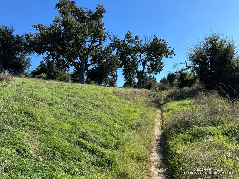 Lush growth of grass along a trail on the north-facing slopes of Lasky Mesa. October 4, 2023.