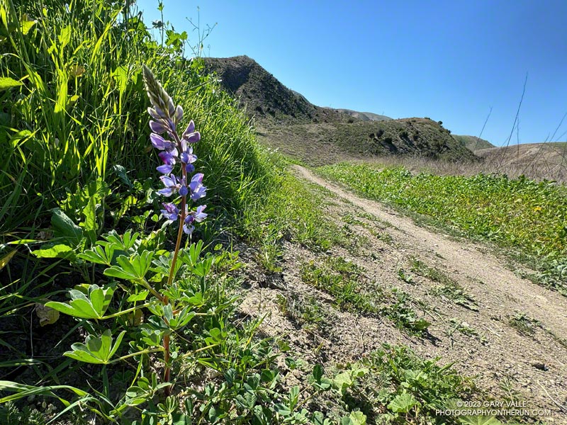 As a result of the rain from T.S. Hilary, there are isolated instances of Arroyo lupine (Lupinus succulentus) flowering in October in Upper Las Virgenes Canyon Open Space Preserve (Ahmanson Ranch). October 3, 2023.
