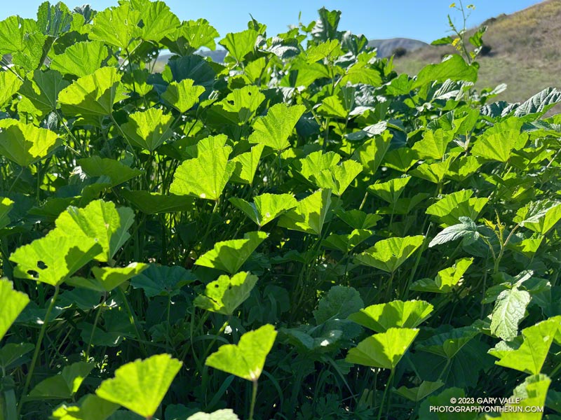 Mallow, an invasive plant, was one of the first Spring annuals to sprout in Upper Las Virgenes Canyon Open Space Preserve (Ahmanson Ranch) as a result of T.S. Hilary's rain.  October 3, 2023.