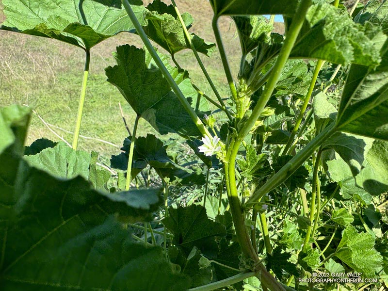 The flowers of mallow (Malva parviflora) are small and well hidden by its leaves. October 3, 2023.