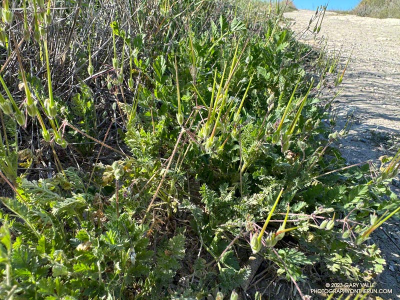 Storksbill, aka filaree, is an invasive Spring annual found along the margins of dirt roads and trails. October 5, 2023.