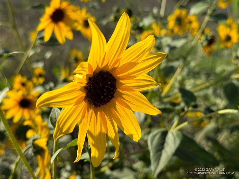 Sunflowers bloom nearly year around in Southern California. In Upper Las Virgenes Canyon Open Space Preserve (Ahmanson Ranch) the peak of the bloom is usually in the Fall. October 4, 2023.