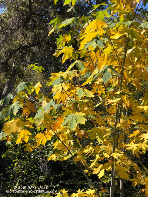A bigleaf maple, showing a little early fall color.