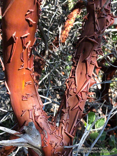 Manzanita bark.