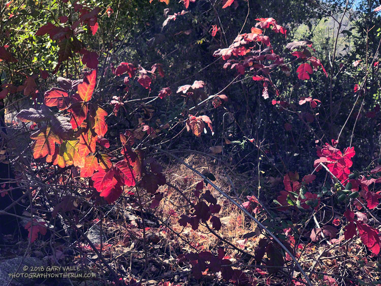 The poison oak was easy to spot, but not to avoid!