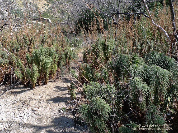Flashback to March 2012 - Poodle-dog bush along the Gabrielino Trail between Switzer's and Red Box.