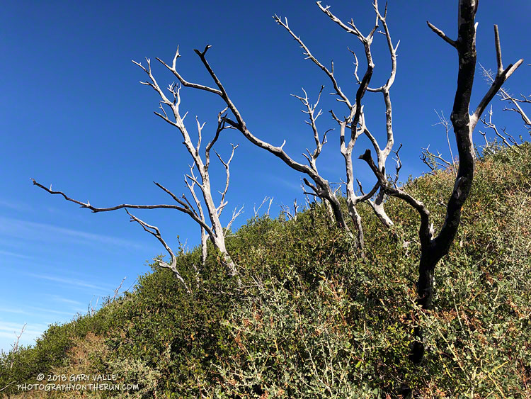 Recovering chaparral along the San Gabriel Peak Trail. It's now been nine years since the Station Fire. 