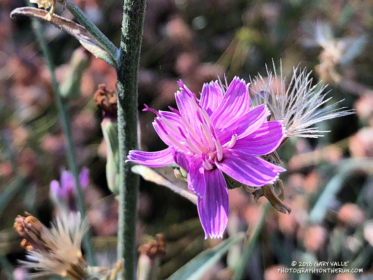Blossom of the nondescript plant, wirelettuce. Probably Stephanomeria virgata ssp. virgata.