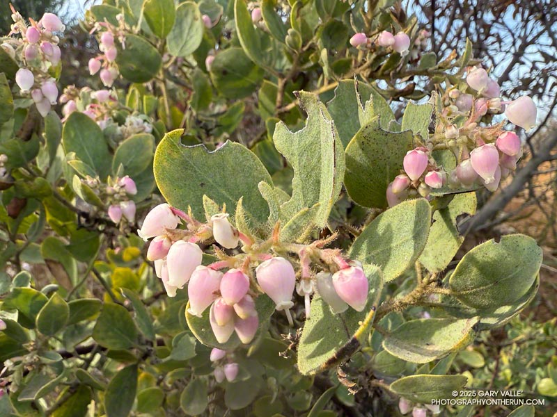 Eastwood manzanita blooming along the Backbone Trail, near the Corral Canyon Trailhead. March 16, 2025.