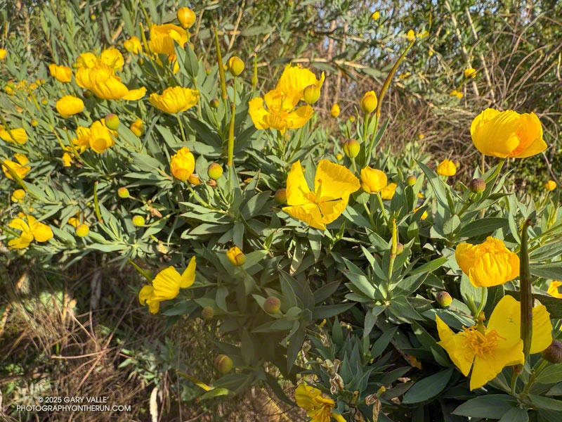 Having closed to the chill of the night, the bright-yellow flowers of this bush poppy are opening in the warmth of the early morning sun. March 16, 2025.