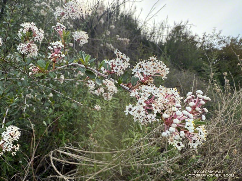 Bigpod Ceanothus blooming along Bulldog Mtwy. An unusually dry October to late January resulted in this species blooming much later than normal. March 16, 2025.