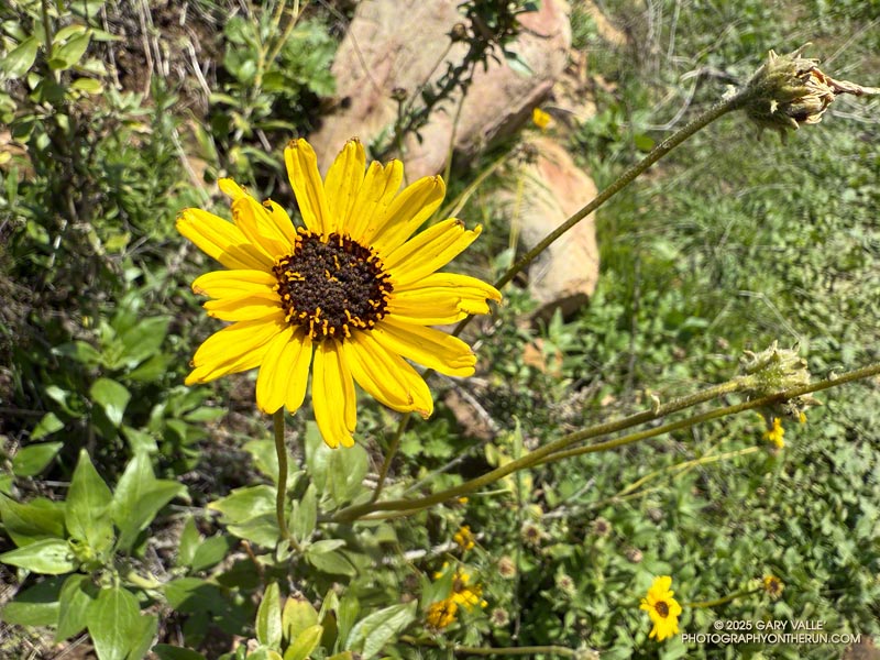 Encelia along the Phantom Trail. As was the case with many early-season flowers, Emcelia was late to bloom this year. March 16, 2025.