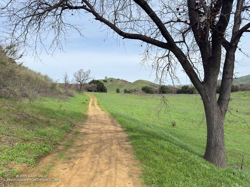 Wonderful weather and running on the Las Virgenes Trail, a quarter-mile south of the Talepop Trail junction. March 16, 2025.