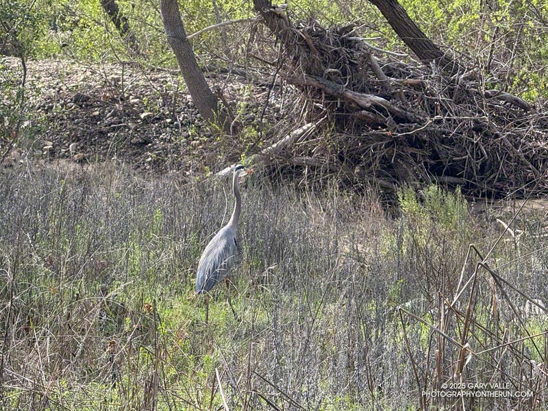 A great blue heron tries to blend into the brush near Malibu Creek in Tapia Park. March 16, 2025.