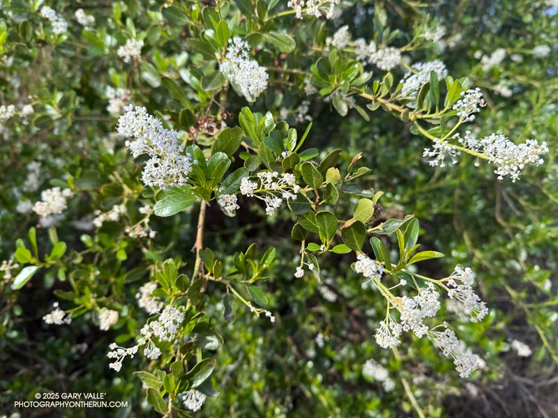 Greenbark Ceanothus blooming along Bulldog Mtwy. March 16, 2025.
