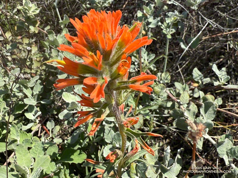 Paintbrush along the Phantom Trail. March 16, 2025.