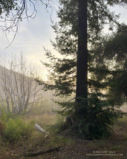This coastal redwood, near the crossing of Malibu Creek on the Crags Road Trail, survived the 2011-2015 drought and the 2018 Woolsey Fire. March 16, 2025.