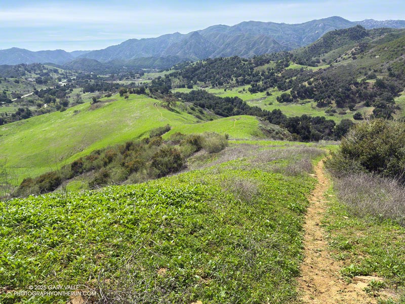 View down the Talepop Trail. The loop traverses the crest of the mountains in the background. March 16, 2025.